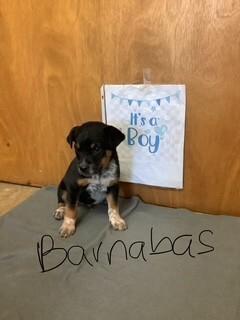 Enlarge Barnabas, a Adoptable mixed breed in Fort Collins, CO image 4/4