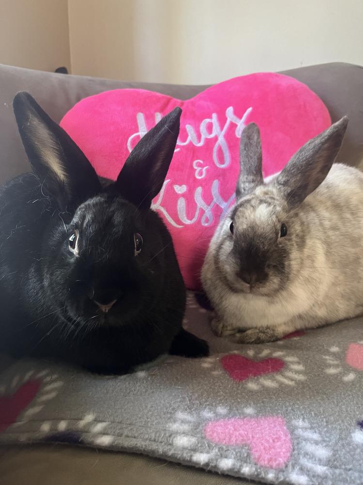 Carla and Bumble, Adoptable, Young Female Bunny Rabbit.