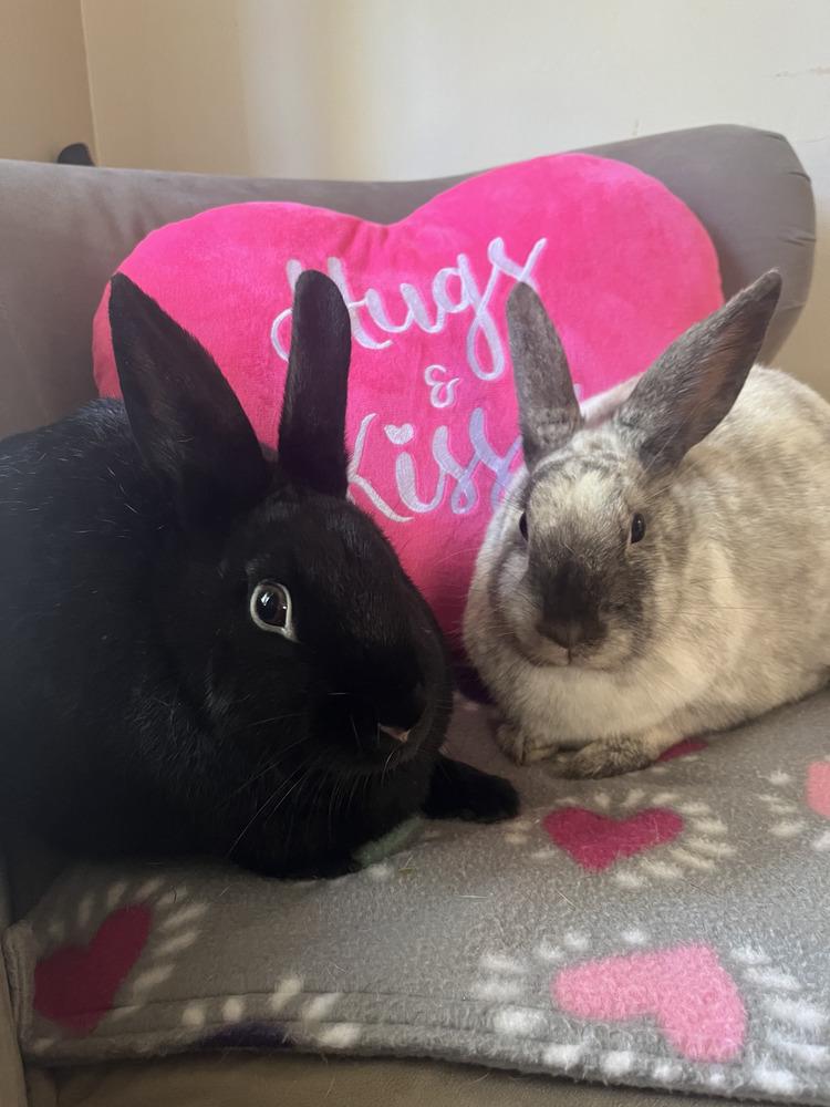 Carla and Bumble, a Adoptable mixed breed in Naples, FL image 3/6