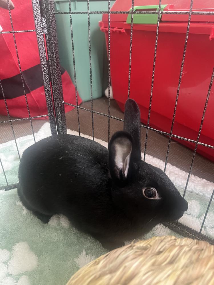 Enlarge Carla, a Adoptable mixed breed in Naples, FL image 1/6