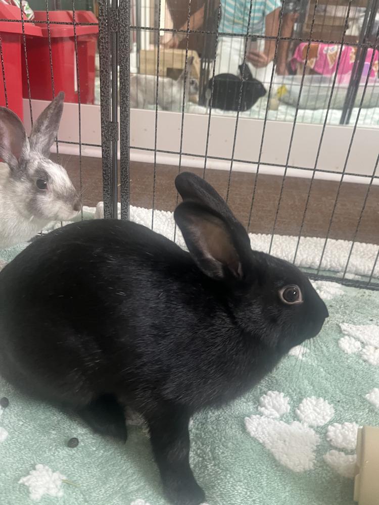 Enlarge Carla, a Adoptable mixed breed in Naples, FL image 4/6