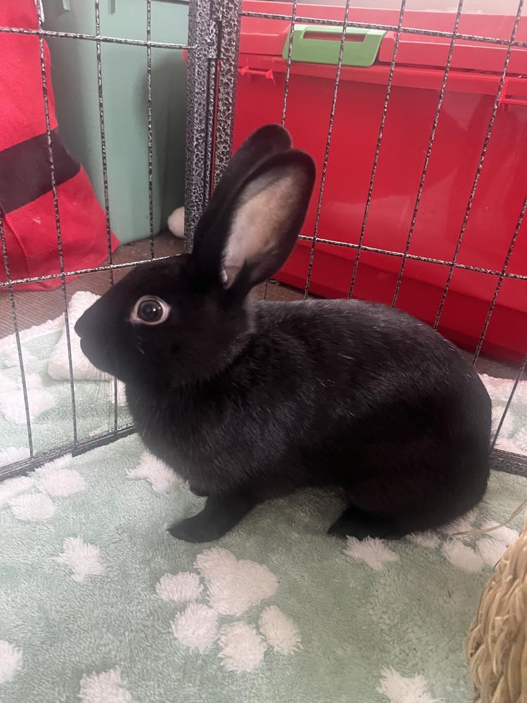 Enlarge Carla, a Adoptable mixed breed in Naples, FL image 5/6