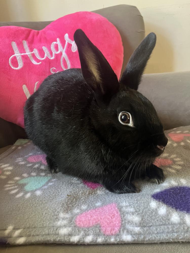 Carla and Bumble, a Adoptable mixed breed in Naples, FL image 5/6