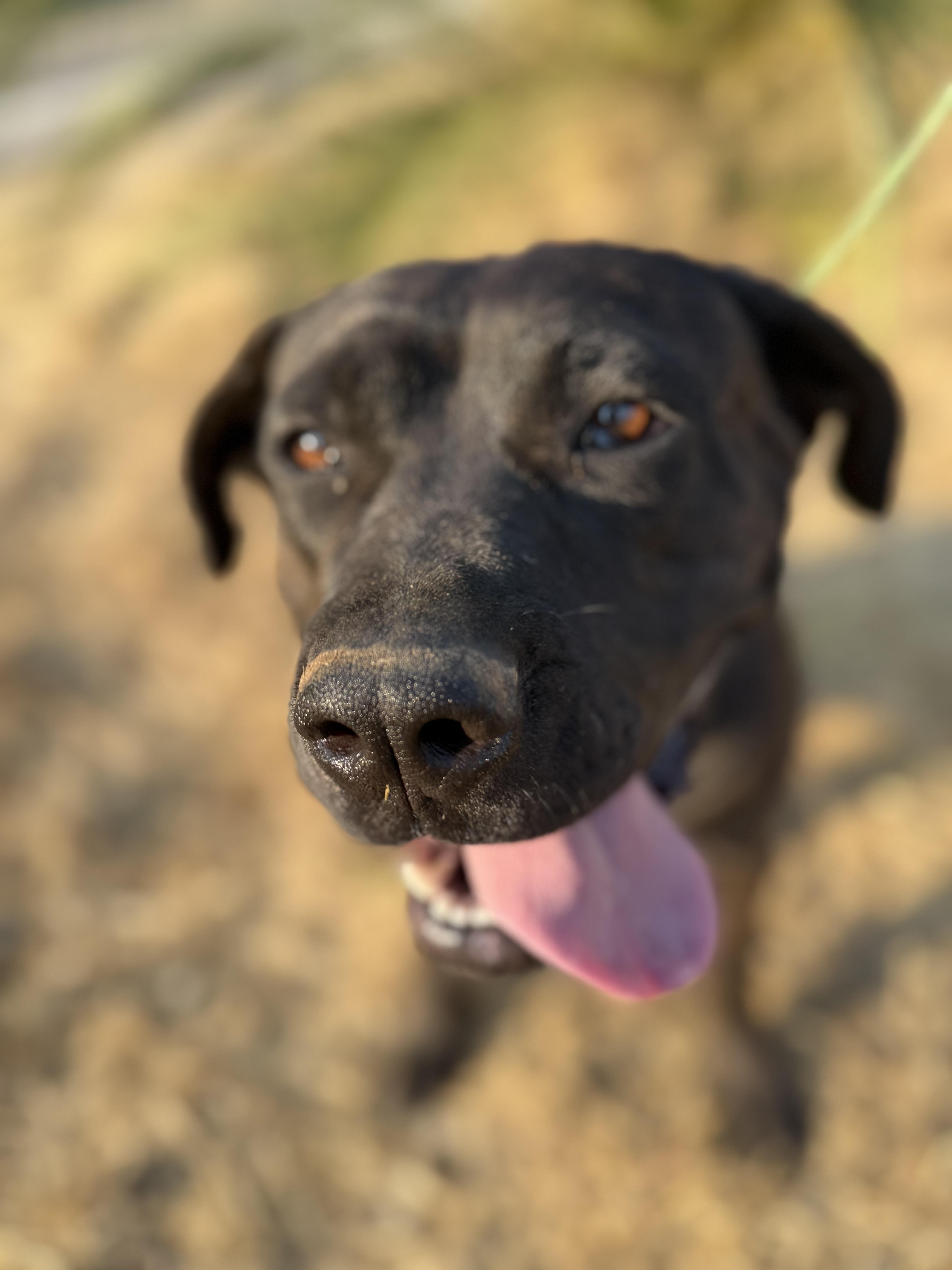 SADIE