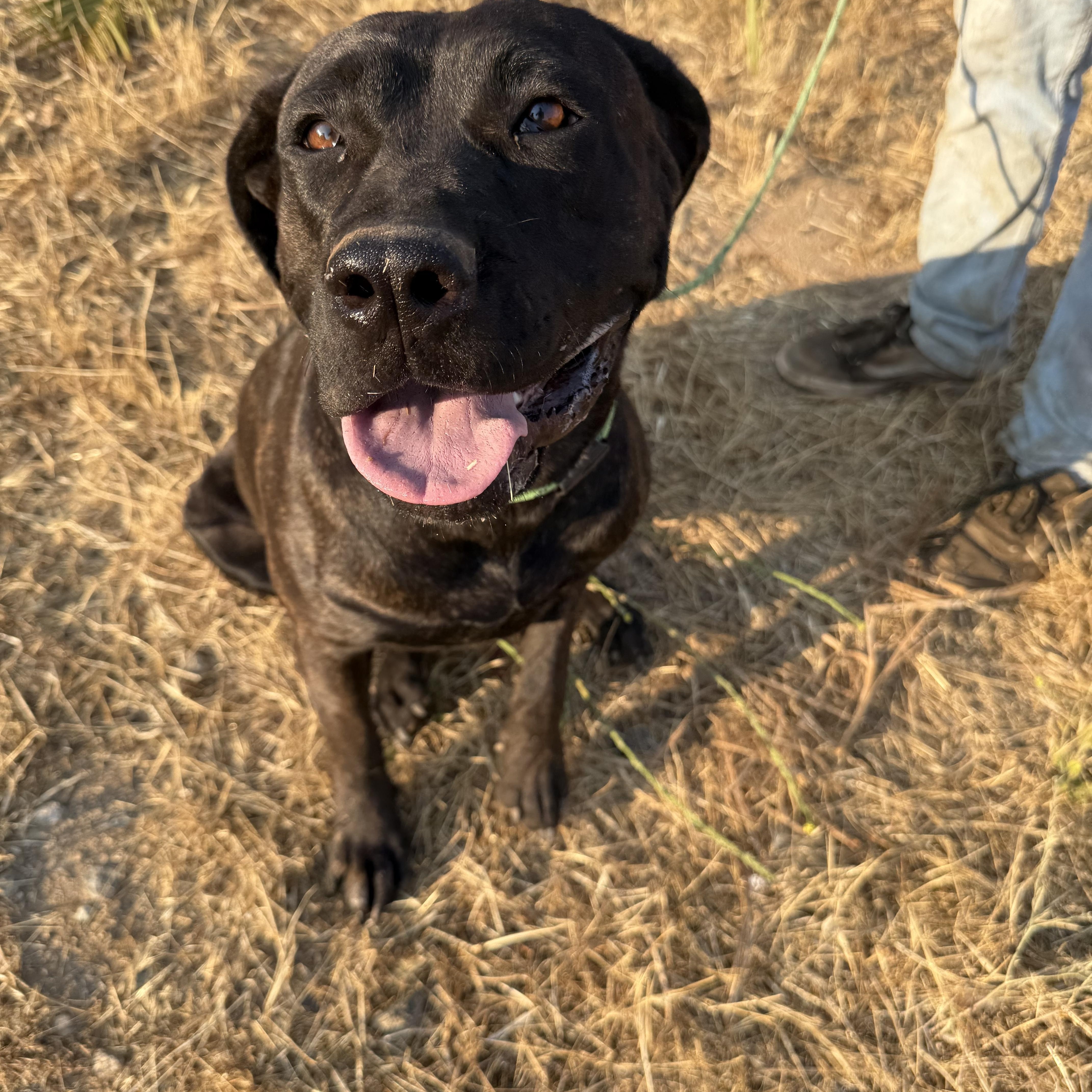 SADIE