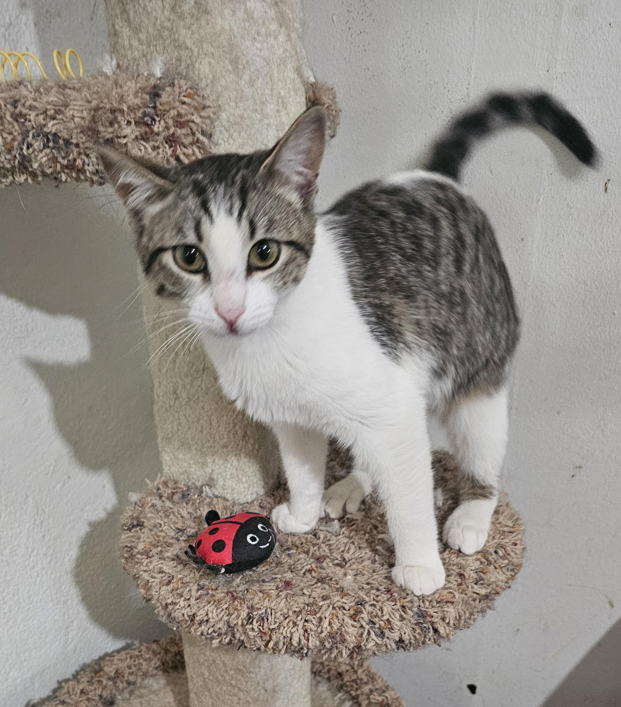 Will, Adoptable, Young Male Tabby & Domestic Short Hair.