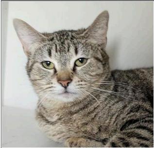 Petey, Adoptable, Adult Male Domestic Short Hair.