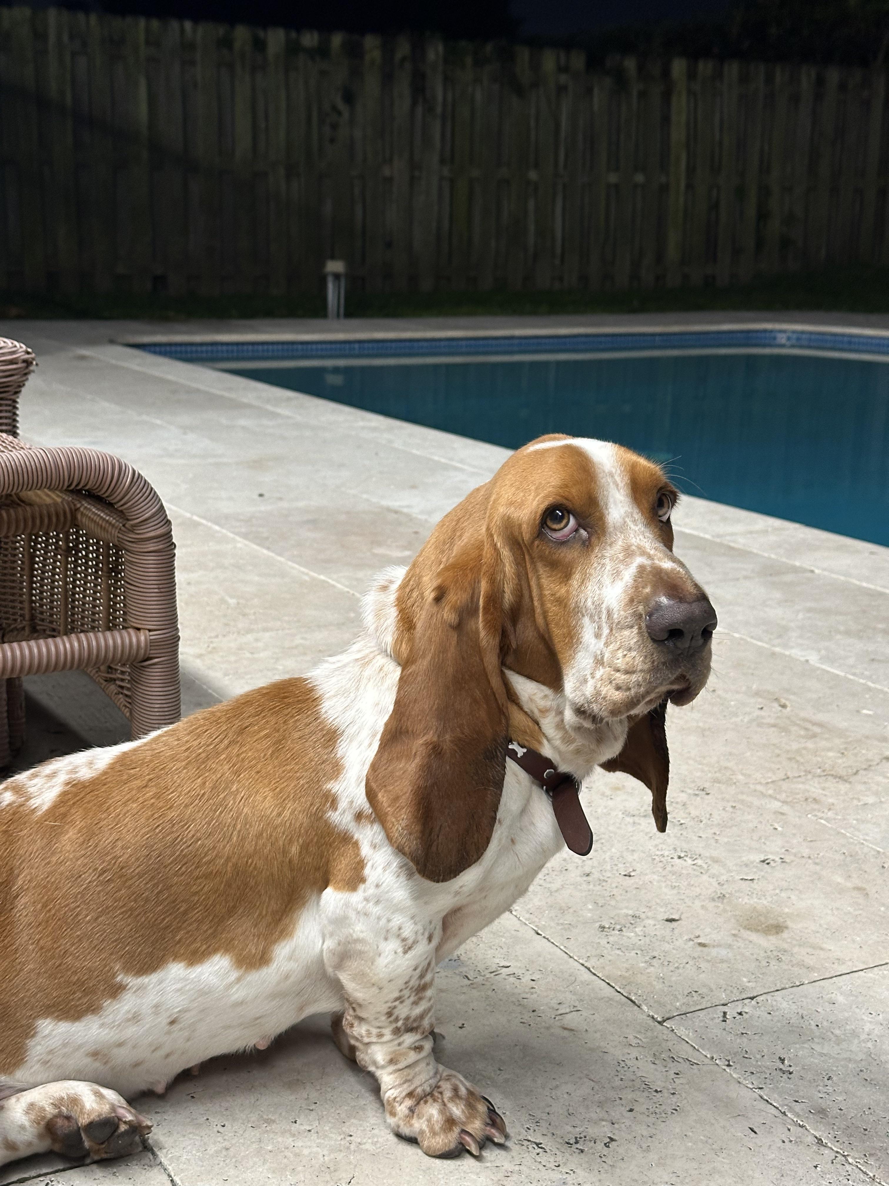 Sage, Adoptable, Young Female Basset Hound.