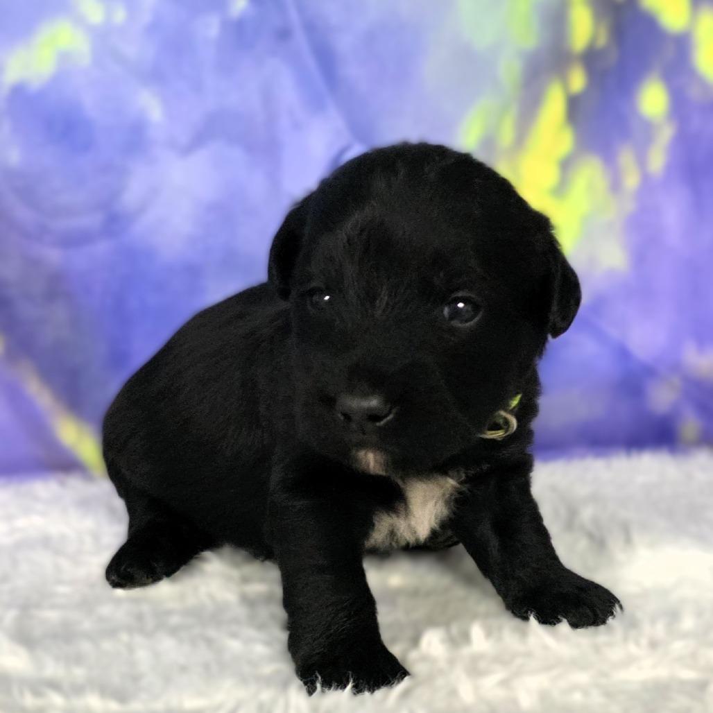 Enlarge Buck - Eugene, a Adoptable Mixed Breed in Hamilton, GA image 4/5