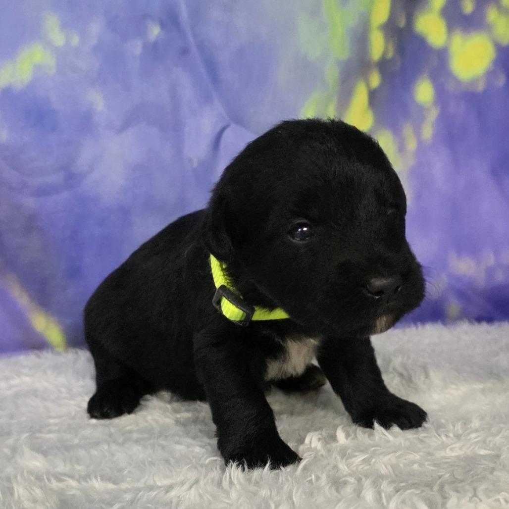 Enlarge Buck - Eugene, a Adoptable Mixed Breed in Hamilton, GA image 5/5