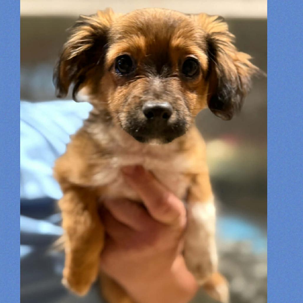 369 (2026) Cedar, Adoptable, Puppy Male Rat Terrier & Chihuahua.