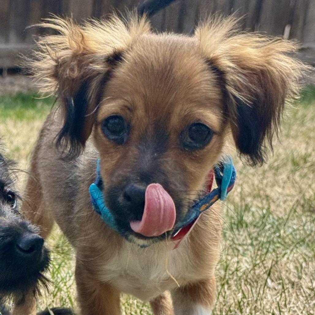 Enlarge 369 (2026) Cedar, a Adoptable mixed breed in Parker, CO image 2/6