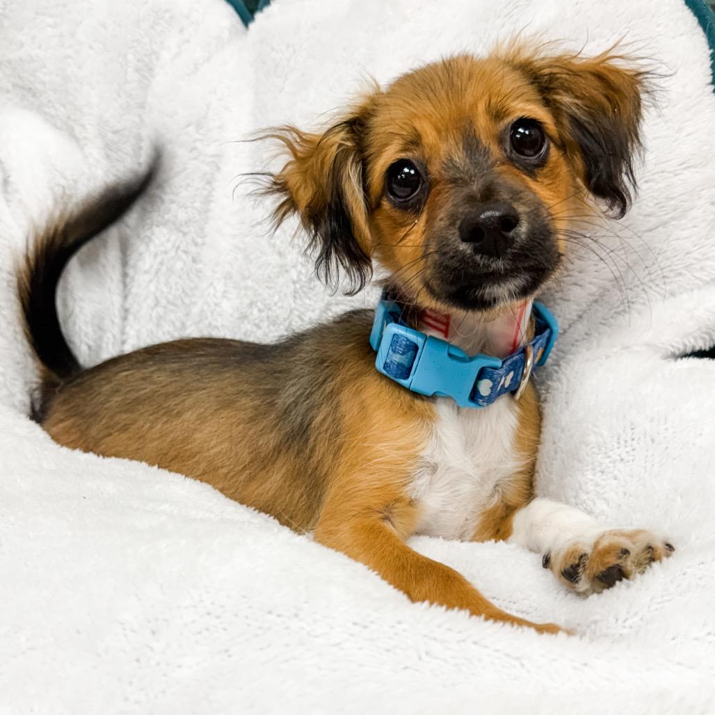 Enlarge 369 (2026) Cedar, a Adoptable mixed breed in Parker, CO image 3/6