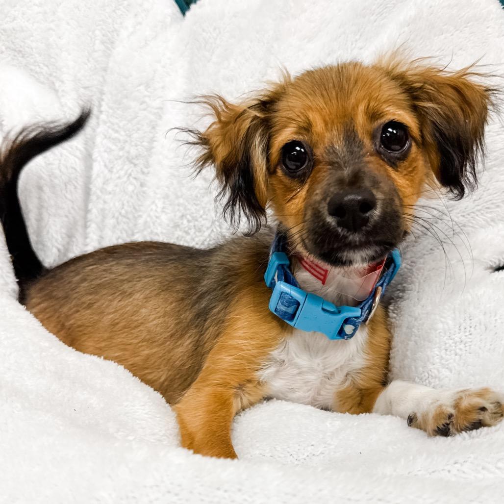 Enlarge 369 (2026) Cedar, a Adoptable mixed breed in Parker, CO image 4/6