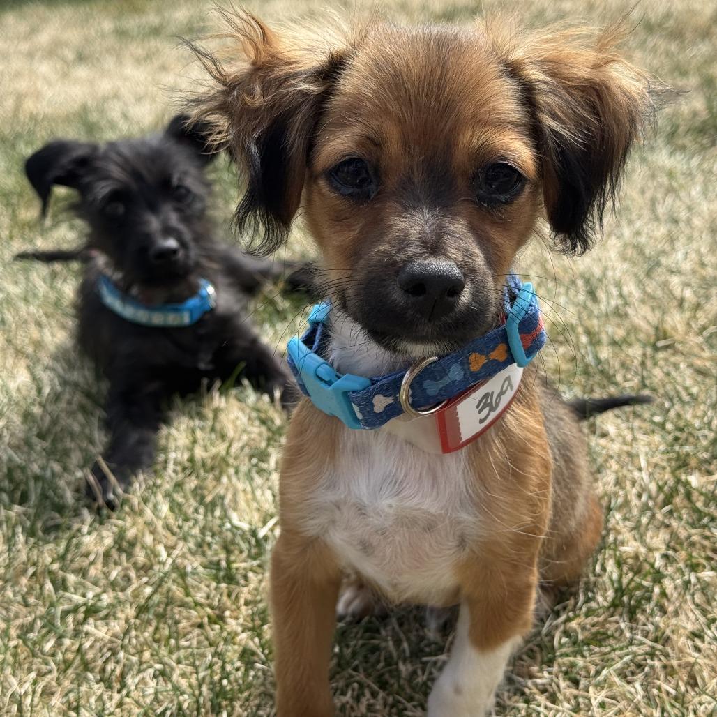 Enlarge 369 (2026) Cedar, a Adoptable mixed breed in Parker, CO image 5/6
