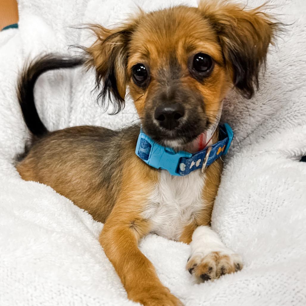 Enlarge 369 (2026) Cedar, a Adoptable mixed breed in Parker, CO image 6/6