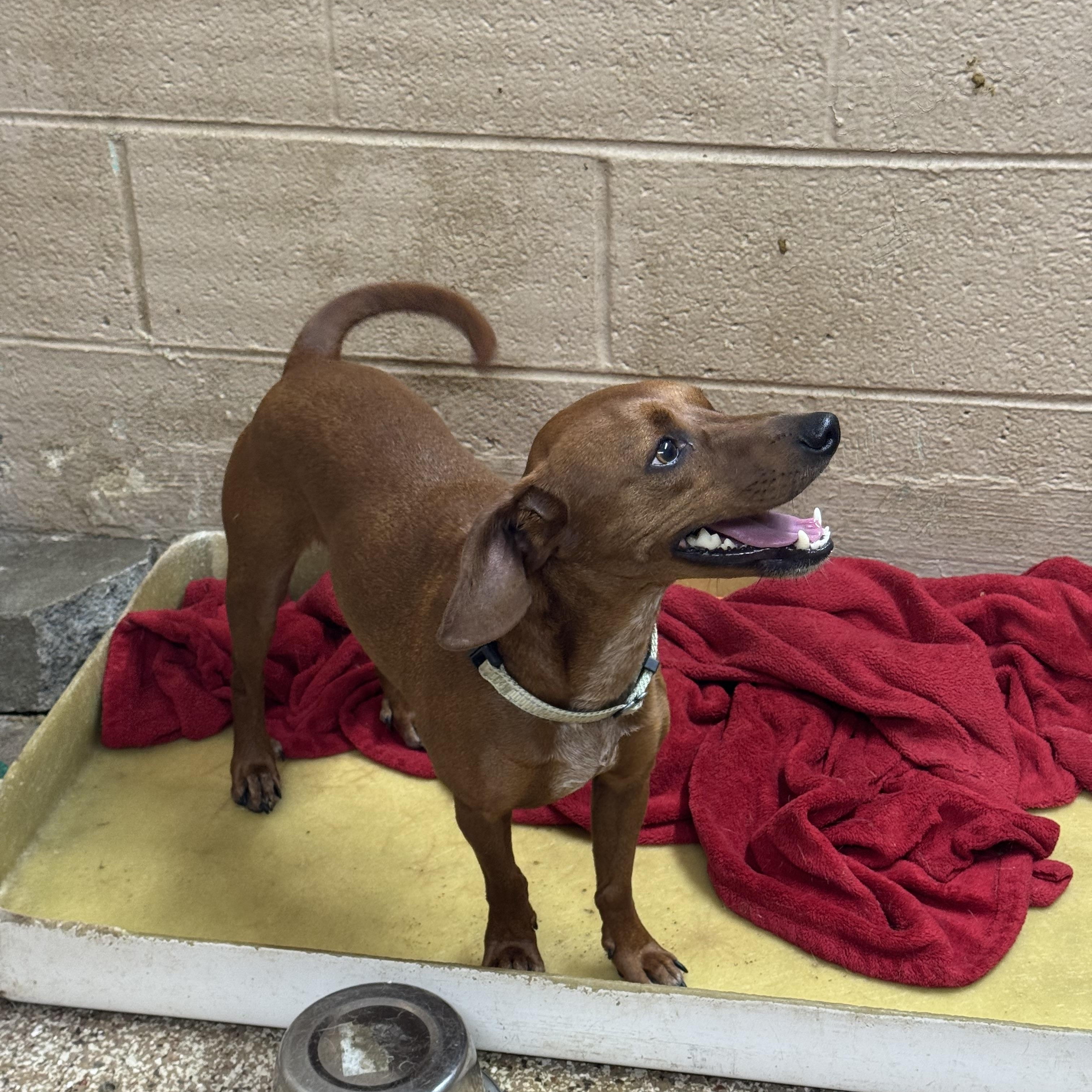 Oscar, Adult Male Dachshund
