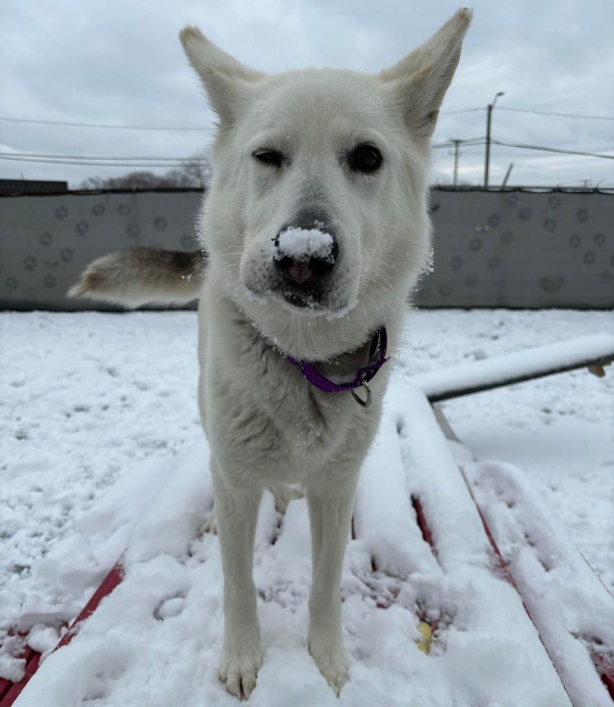 Legend, Adoptable, Adult Female Husky & White German Shepherd.
