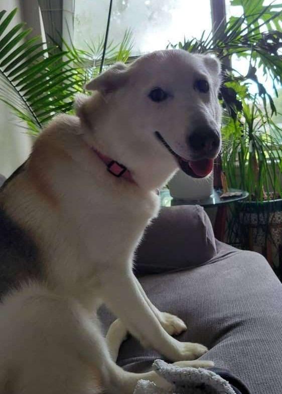 Legend, Adoptable, Adult Female Husky & White German Shepherd.