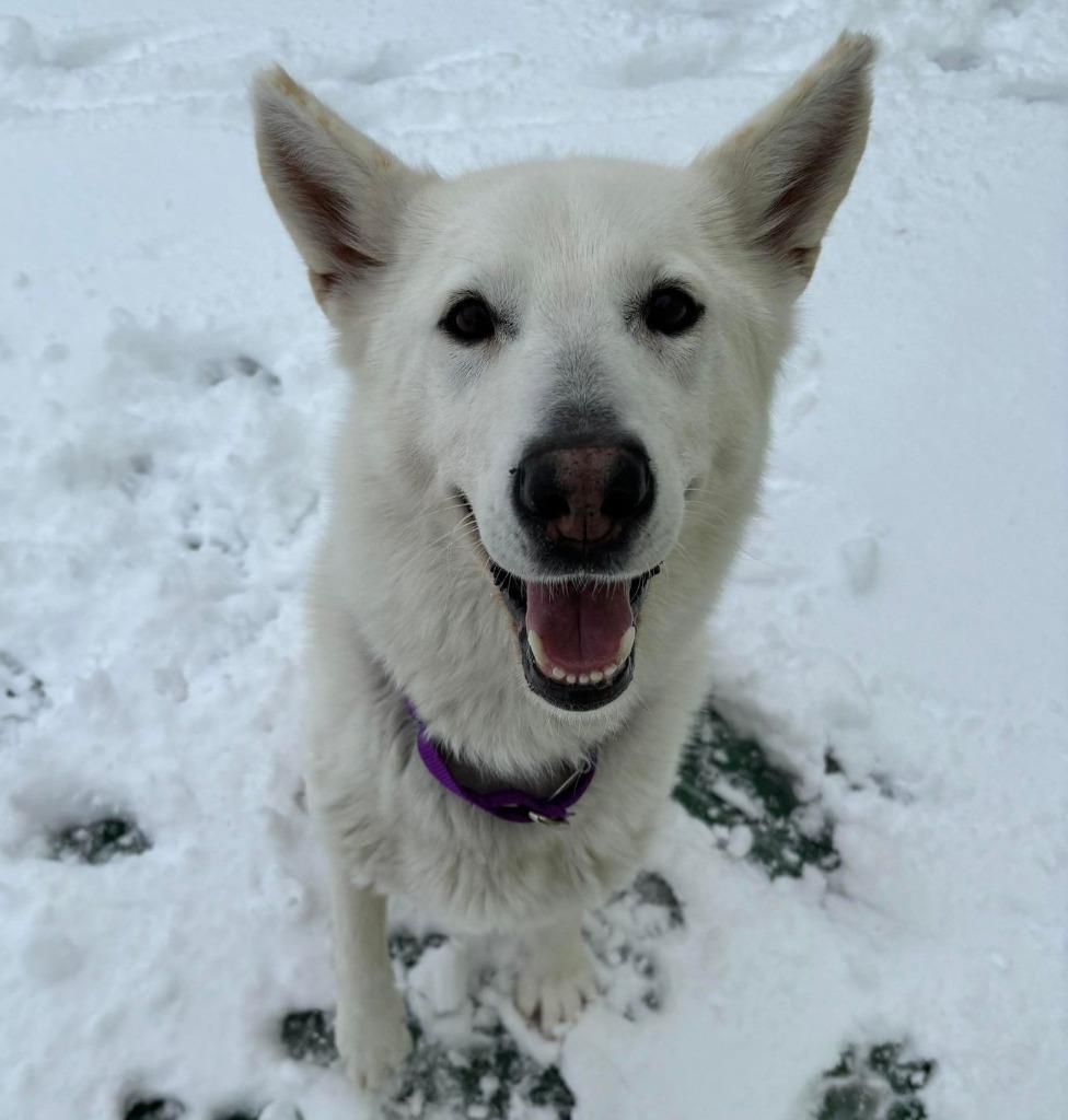 Enlarge Legend, a Adoptable mixed breed in Warren, MI image 3/6