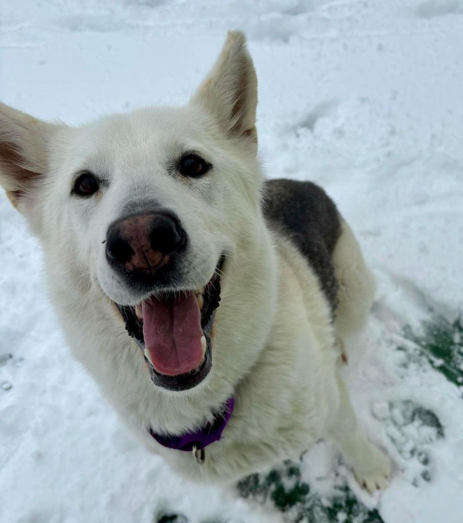 Enlarge Legend, a Adoptable mixed breed in Warren, MI image 4/6