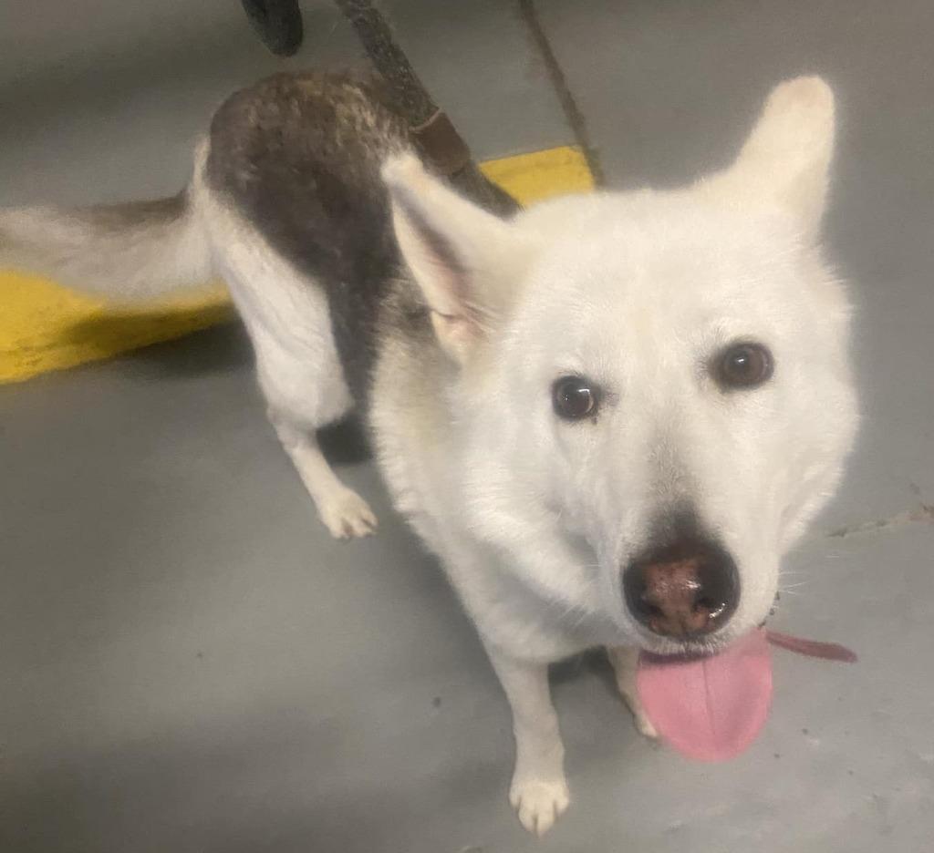 Enlarge Legend, a Adoptable mixed breed in Warren, MI image 6/6