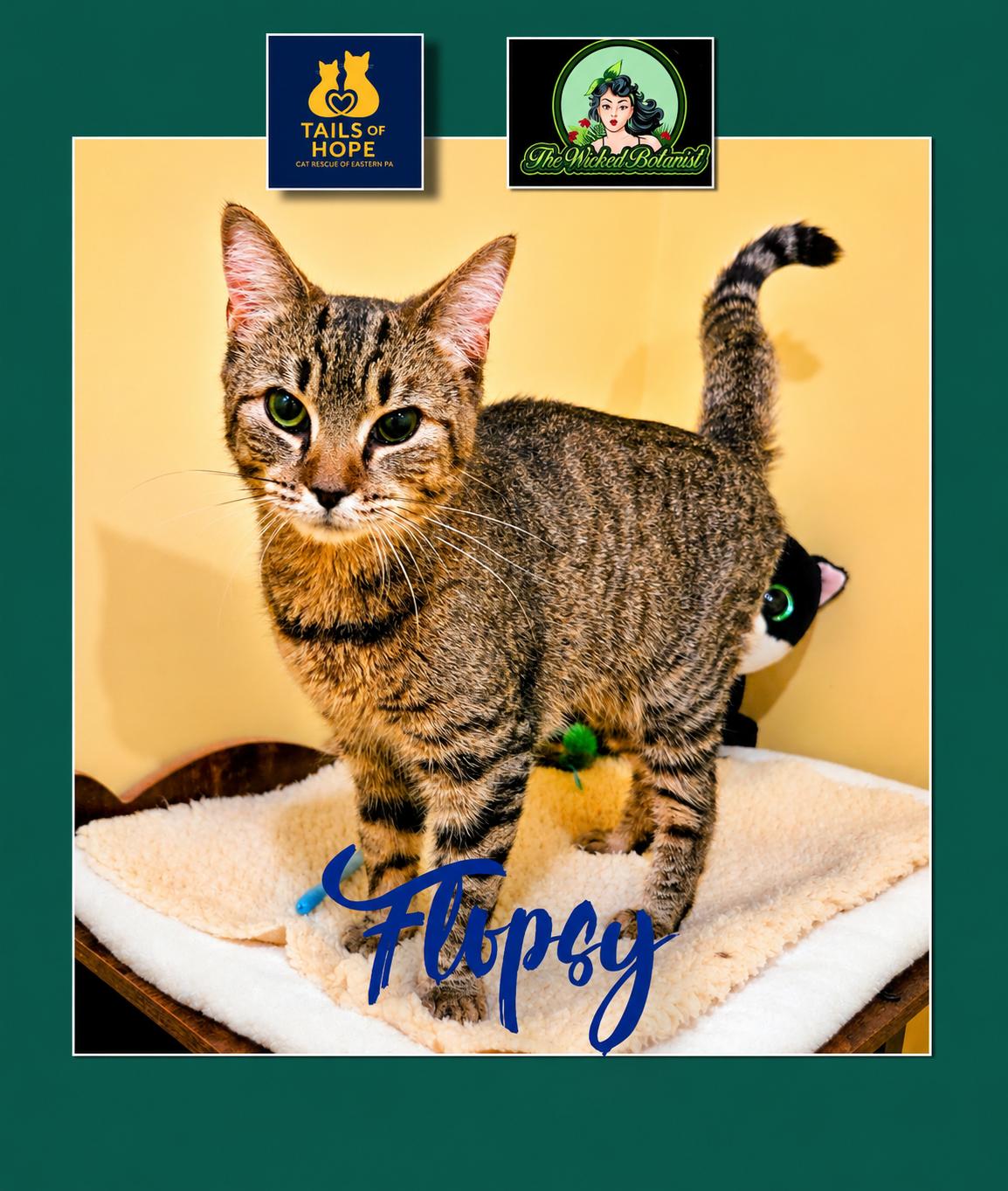 Enlarge Flopsy, a Adoptable Domestic Short Hair in Allentown, PA image 1/1