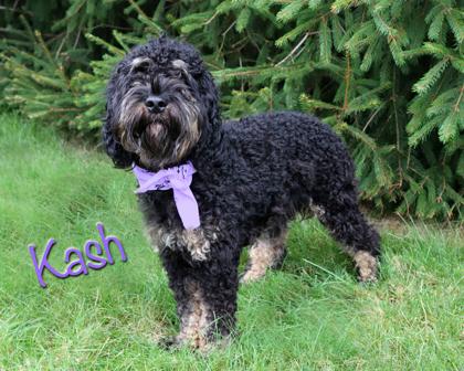 Enlarge Kash, a Adoptable mixed breed in Parma, OH image 1/2