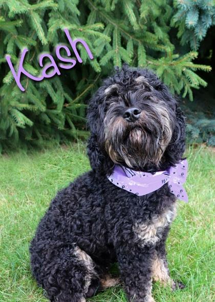 Enlarge Kash, a Adoptable mixed breed in Parma, OH image 2/2
