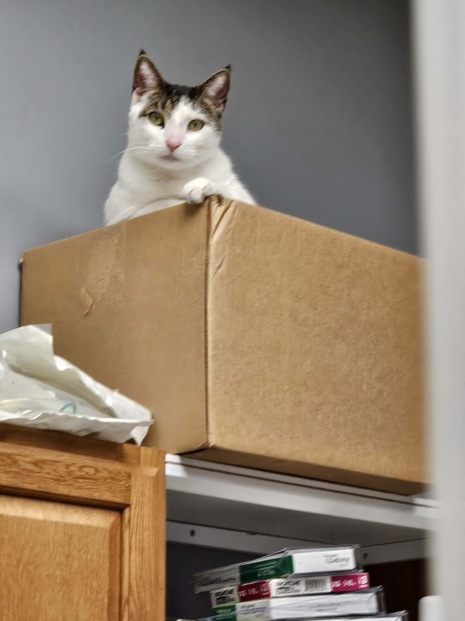 Jojo, an adopted Domestic Short Hair in Dyersburg, TN image 2/2