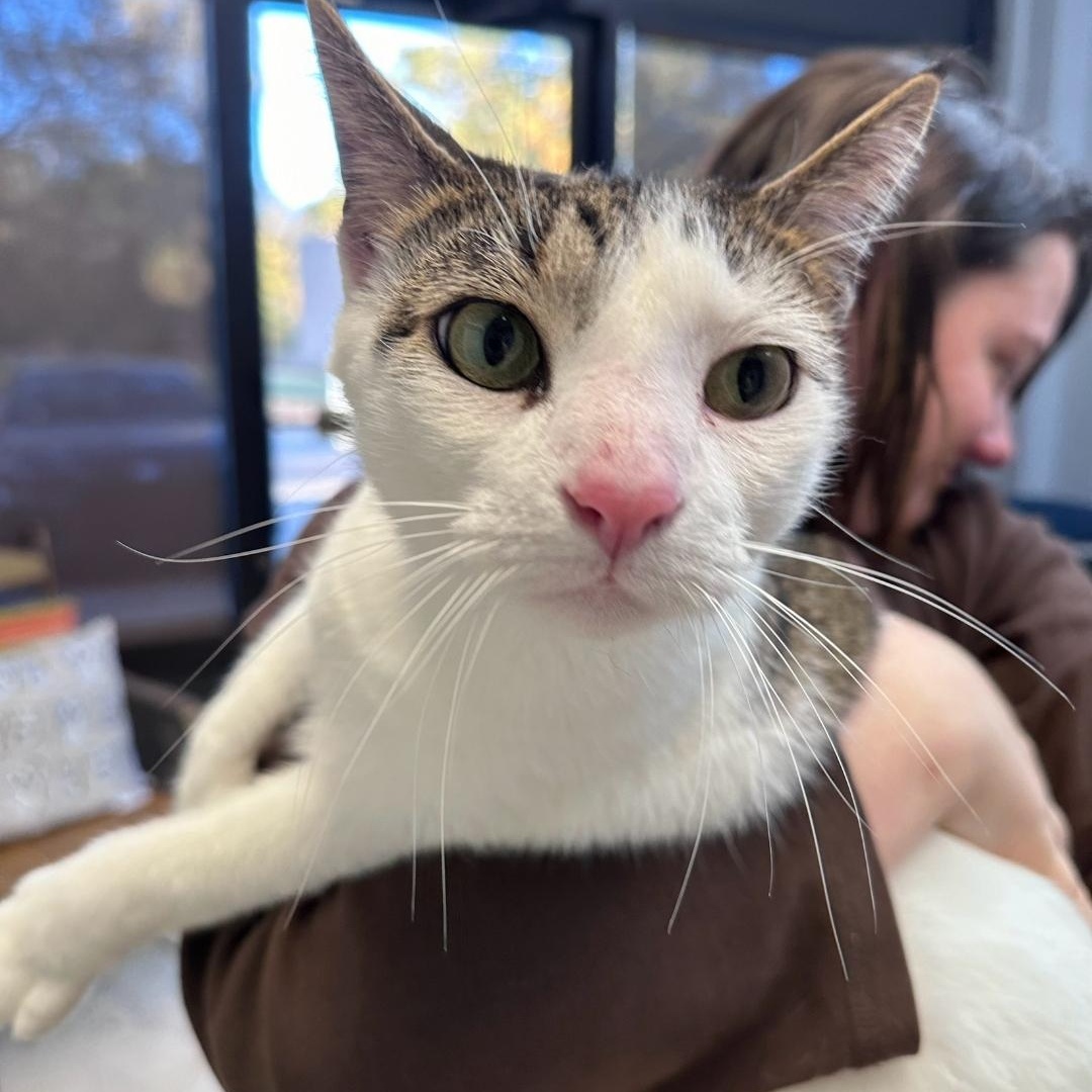 Jojo, an adopted Domestic Short Hair in Dyersburg, TN image 1/2