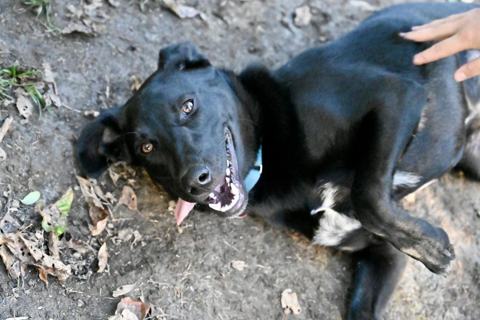 Enlarge Scooter *LOCAL*, a Adoptable mixed breed in Wakefield, RI image 1/3