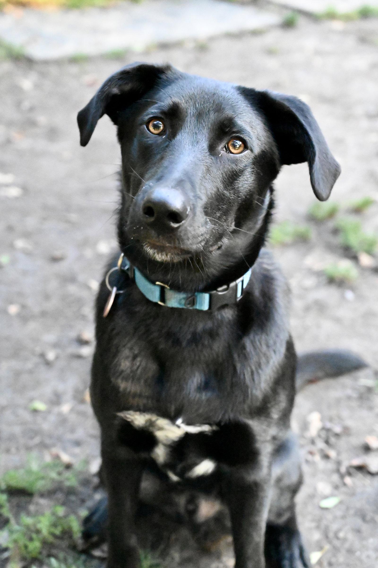 Enlarge Scooter *LOCAL*, a Adoptable mixed breed in Wakefield, RI image 2/3