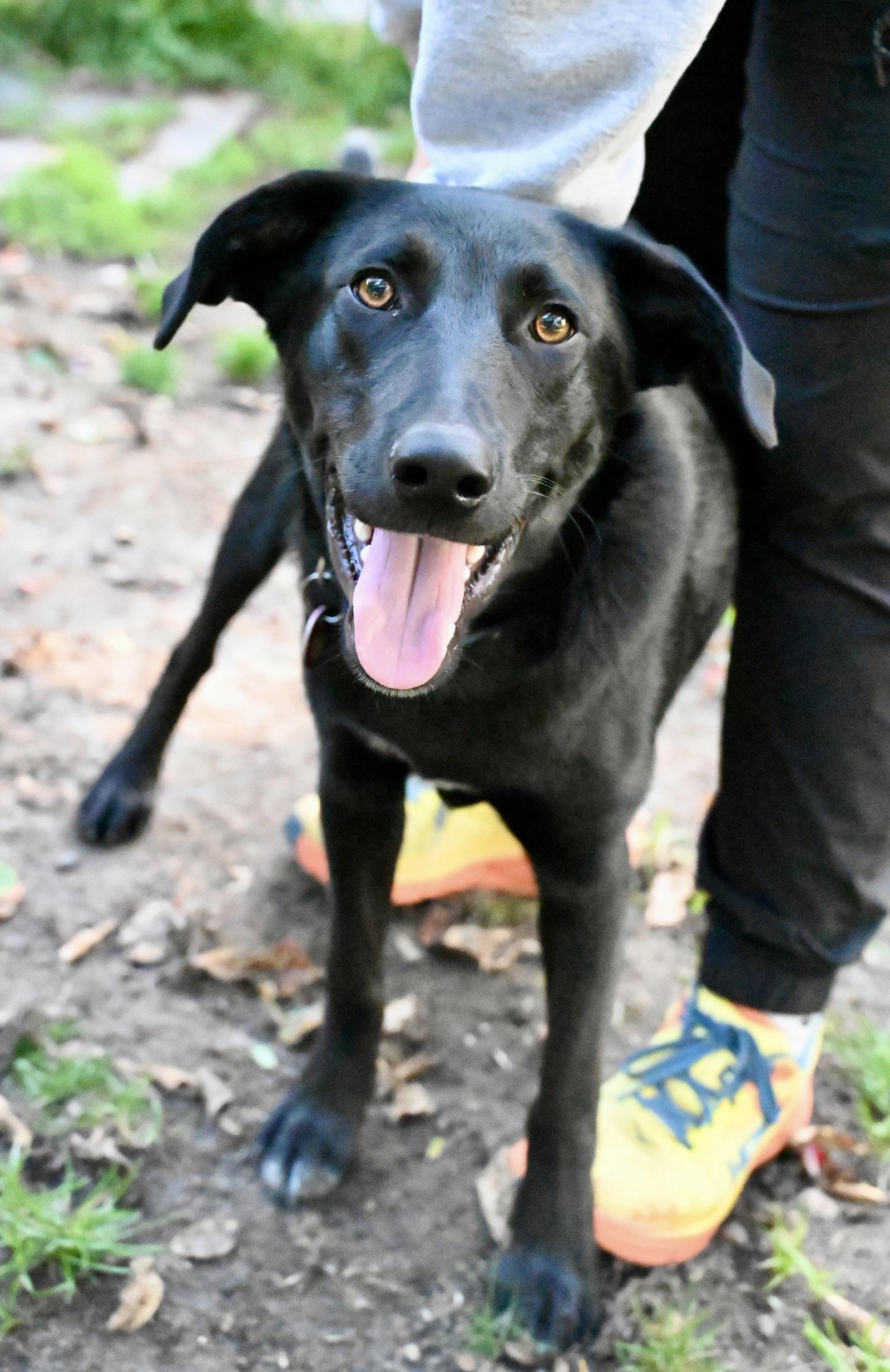 Enlarge Scooter *LOCAL*, a Adoptable mixed breed in Wakefield, RI image 3/3