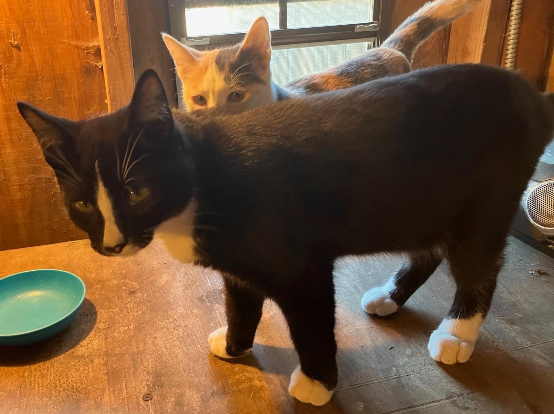 Zip, Adoptable, Young Male American Shorthair.