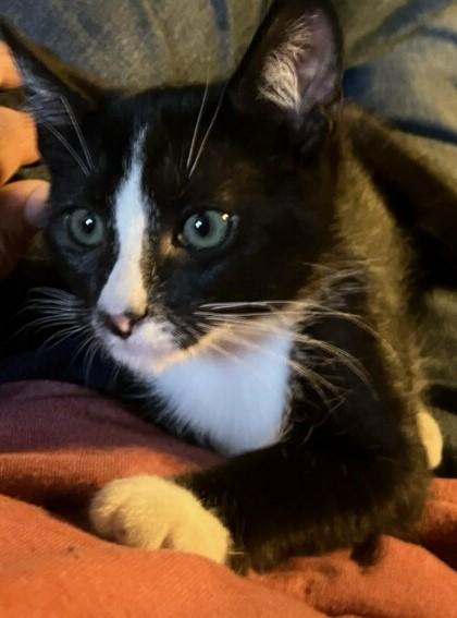 Enlarge Zip, a Adoptable American Shorthair in Santa Rosa, CA image 2/2