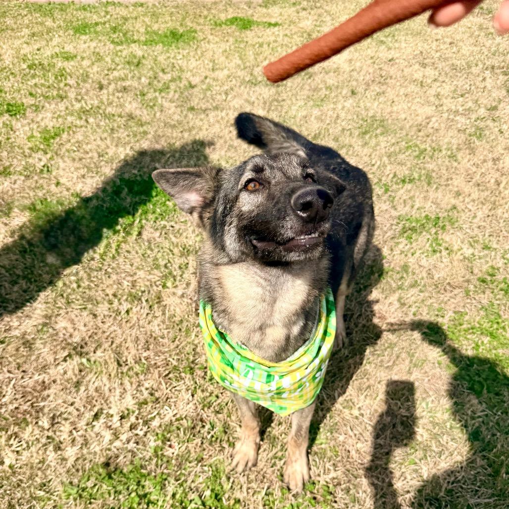 Pinenut — thumbnail 5