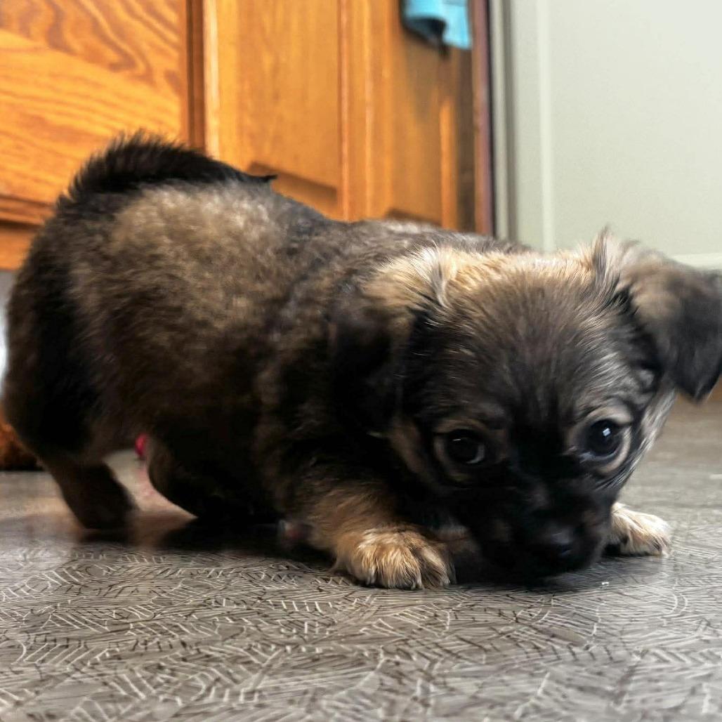 Enlarge Princess, a Adoptable mixed breed in West Richland, WA image 1/2