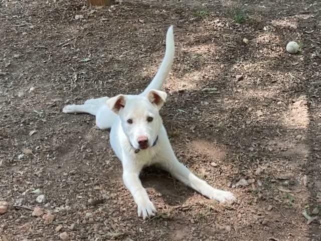 Chance, Adoptable, Puppy Male Yellow Labrador Retriever.