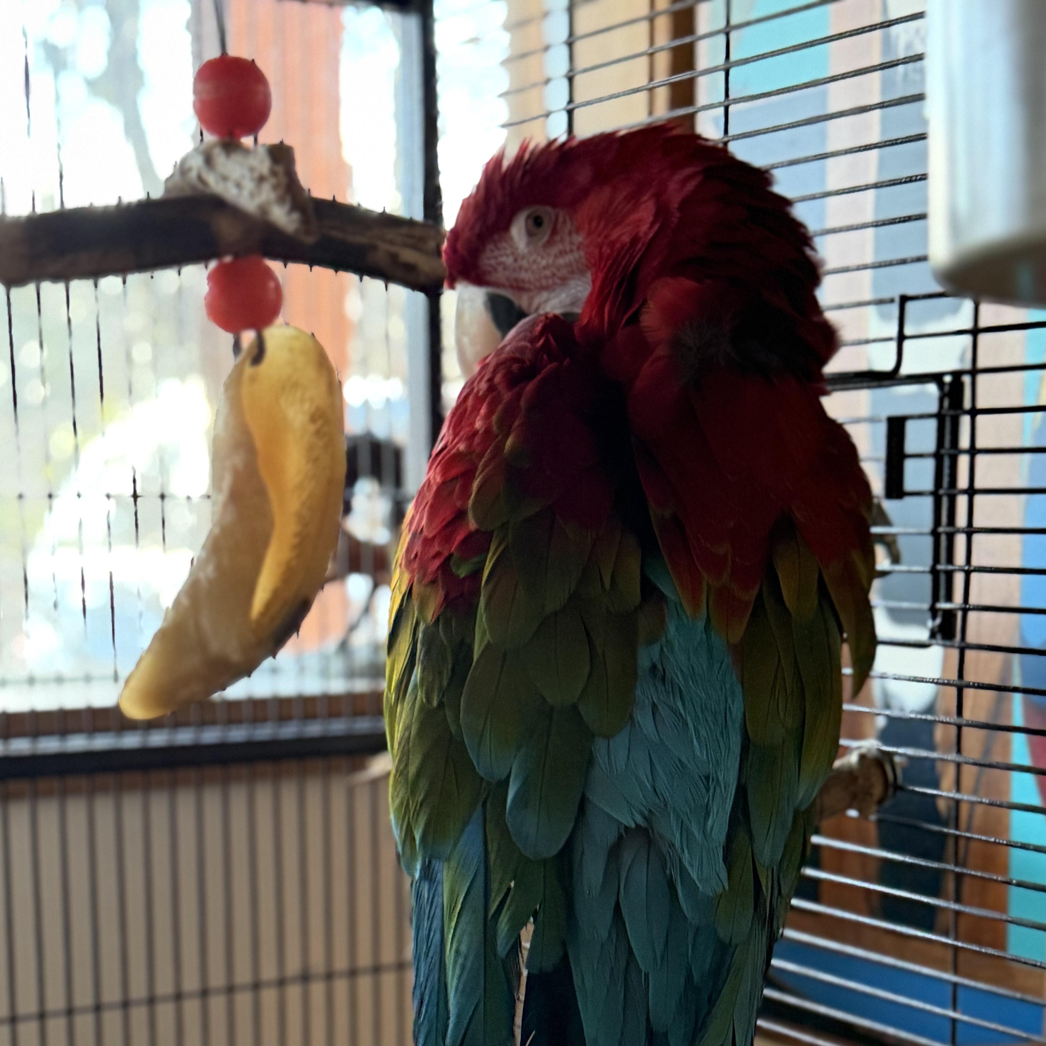 Enlarge Auki, an adopted Macaw in Quilcene, WA image 1/1