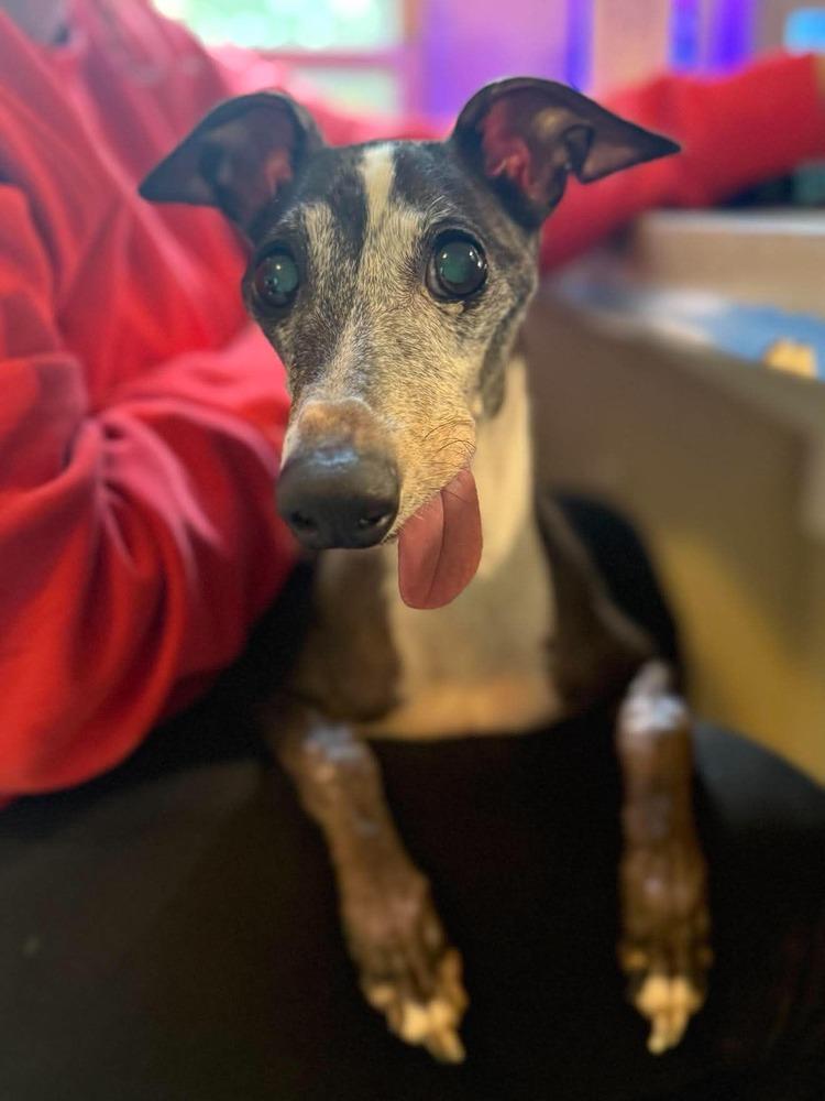 Golden Earring, Adoptable, Senior Female Italian Greyhound.