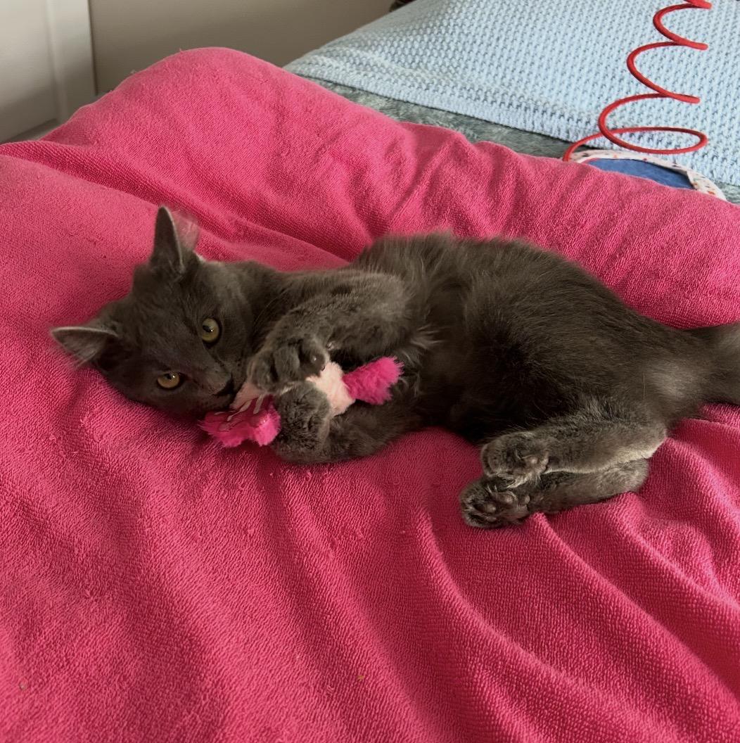 Enlarge Razzle, a ADOPTABLE Domestic Short Hair in Maineville, OH image 1/3