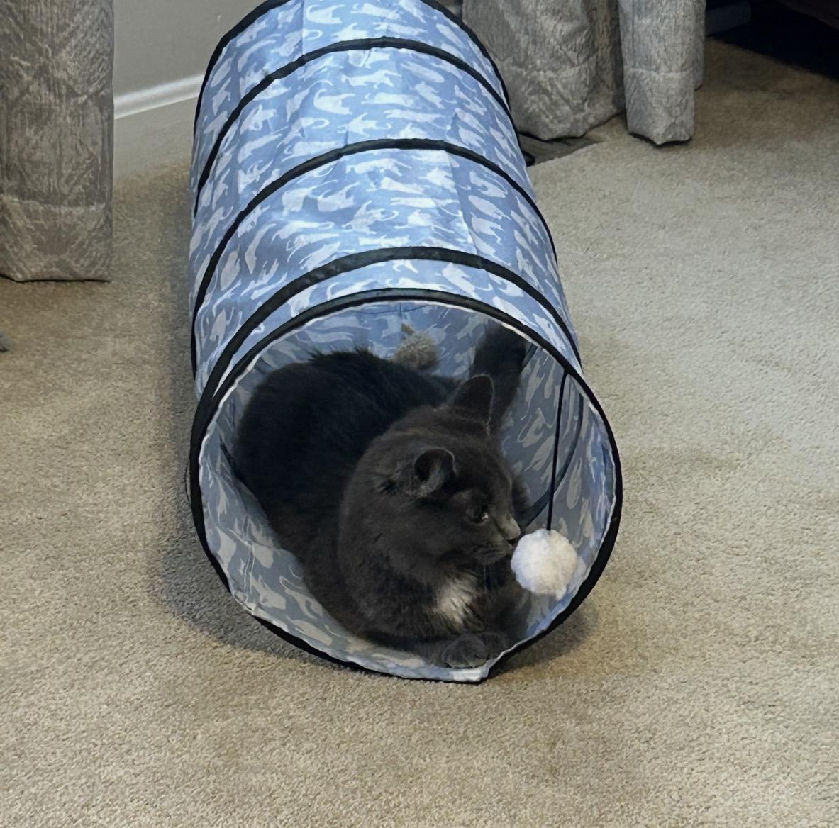 Enlarge Razzle, a ADOPTABLE Domestic Short Hair in Maineville, OH image 3/3