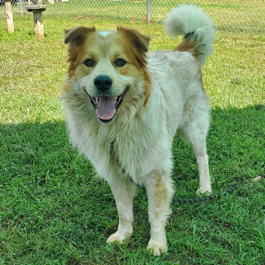 Enlarge Chili, a Adoptable Mixed Breed in Smithville, TN image 1/6