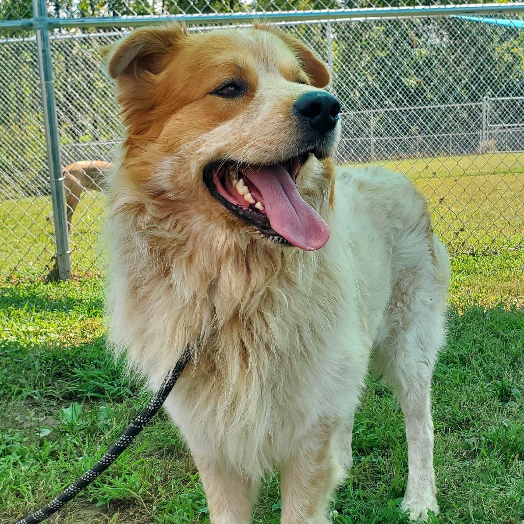 Enlarge Chili, a Adoptable Mixed Breed in Smithville, TN image 2/6