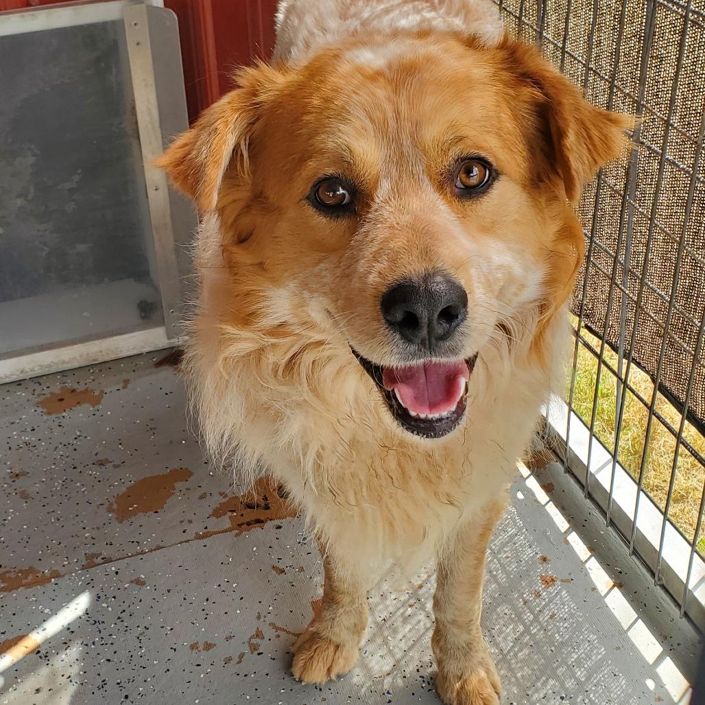 Enlarge Chili, a Adoptable Mixed Breed in Smithville, TN image 4/6