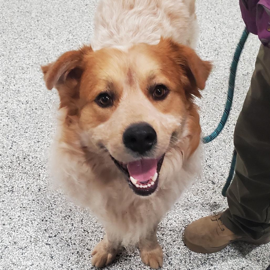 Enlarge Chili, a Adoptable Mixed Breed in Smithville, TN image 5/6