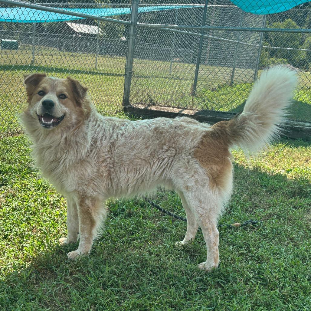 Enlarge Chili, a Adoptable Mixed Breed in Smithville, TN image 6/6