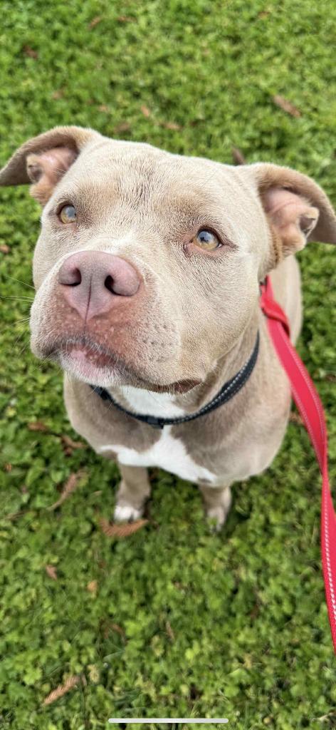 Monica, Adoptable, Adult Female Staffordshire Bull Terrier.