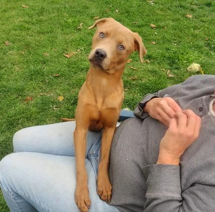 Snow White, Adoptable, Young Female Labrador Retriever & Terrier.